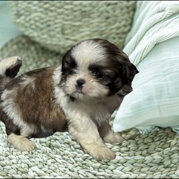 Milo - Sable and white male Shih Tzu puppy in Tuscola, Illinois from Dream on puppies