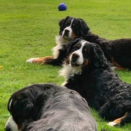 Bernese Mountain Dogs from Whistler's Ranch