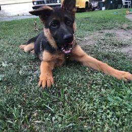 German Shepherd Puppies from EshelmanSchwitz German Shepherd Dogs