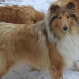 Collie All Grown Up from Garlind Ridge Collies