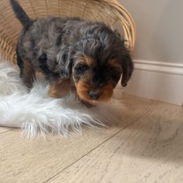Bruno - Merle male Bernedoodle puppy in Coventry, Rhode Island from Timber Trail Bernedoodles RI
