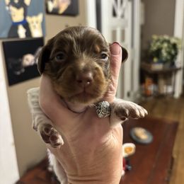 Boy 3 - Piebald male Dachshund puppy in Dobson, North Carolina from Oakleys Dachshund Haven