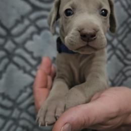 Blue Collar - Silver gray male Weimaraner puppy in Indiana from So-IN Weimaraner's