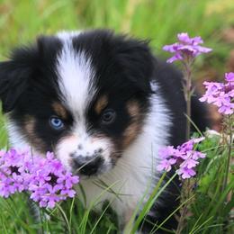 Australian Shepherd Puppies from T4 Australian Shepherds