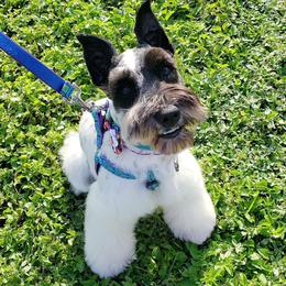Daphne  - Miniature Schnauzer