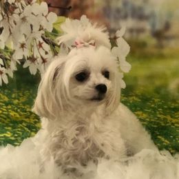 Heather - Maltese