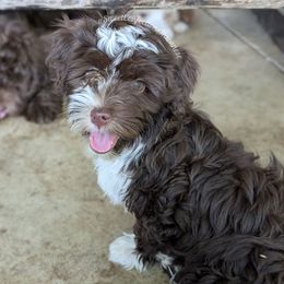 Brie - Chocolate female Havanese puppy in Marysville, Ohio from Sweet Confections Havanese