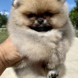 Pomeranian Puppies from Montefino Pomeranians