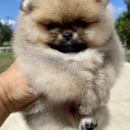 Pomeranian Puppies from Montefino Pomeranians