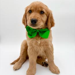 Jupiter - Golden female Golden Retriever puppy in Chicago, Illinois from Urbane Retrievers