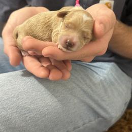 Cindy Lou - Cream female Goldendoodle puppy in Lehi, Utah from Adri