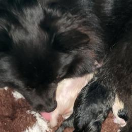 Pomeranian puppies from Fluffy Wonders Poms and Doodles