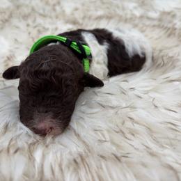 Toffee - Parti female Poodle puppy in Otto, North Carolina from Wild Suns Farm