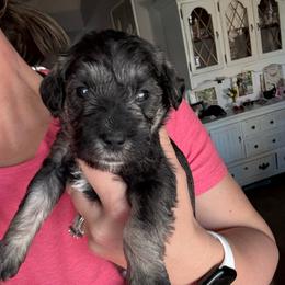 Boy 1 - Salt and pepper male Miniature Schnauzer puppy in Watauga, Texas from Sissy’s Schnauzers