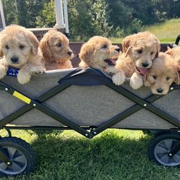 Cockapoo and Goldendoodle Puppies from Puppy Power Kennels