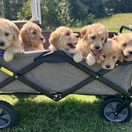 Cockapoo and Goldendoodle Puppies from Puppy Power Kennels