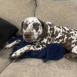 Girl 1 - White and liver brown female Dalmatian puppy in Richmond, Virginia from Darrfield