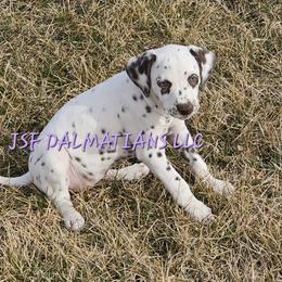 Hua Liver Girl - Dalmatian puppy in Conrath, Wisconsin from JSF Dalmatians LLC