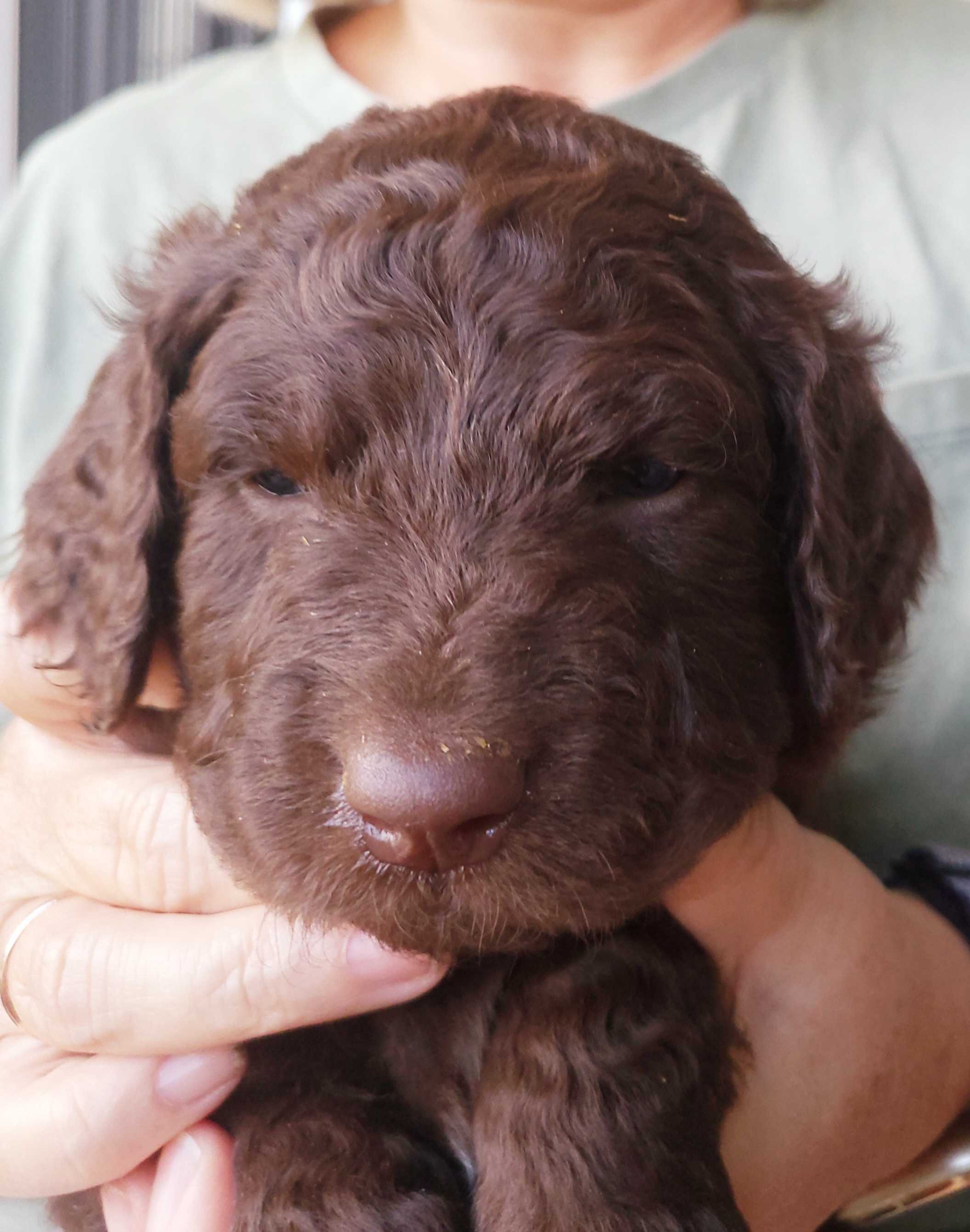 Goldendoodle Puppies from Honey's Bunches
