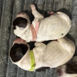 Puppy 7 - Liver roan female German Shorthaired Pointer puppy in La Mesa, California from Fireheart German Shorthaired Pointers