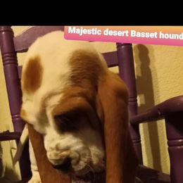 Basset Hound Puppies from Majestic Desert Basset Hounds