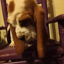 Basset Hound Puppies from Majestic Desert Basset Hounds