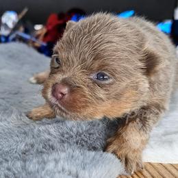 Peppers The Way You Make Me Feel - Waylon - Lavender male Pomeranian puppy in Plant City, Florida from Pepper's Pomeranians
