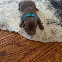 Light blue- girl - Chocolate female Labrador Retriever puppy in Monticello, Kentucky from Cody Sullivan