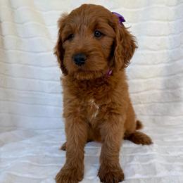 Nalani ( Purple collar girl) - Red  female Goldendoodle puppy in Phelan, California from High Desert Doodles - the original