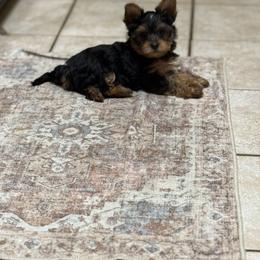 Yorkshire Terrier Puppies from The Yorkie House