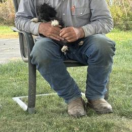 Aussiedoodle, Miniature Australian Shepherd, Poodle, and Toy Australian Shepherd Puppies from Mowry Creek Mini Aussiedoodles and More