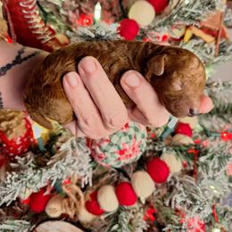 Timmy - Red  male Poodle puppy in Pottersville, Missouri from Miller Poodles