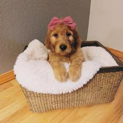 Irish Doodle Puppies from Kay's Kustom Doodles