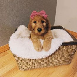 Irish Doodle Puppies from Kay's Kustom Doodles
