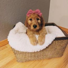 Irish Doodle Puppies from Kay's Kustom Doodles