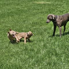 Blue Lacy Puppies from Red River Blue Lacys