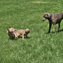 Blue Lacy Puppies from Red River Blue Lacys