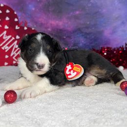 Coal - Shetland Sheepdog puppy from Asgard Shetland Sheepdogs