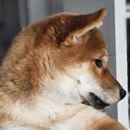 Shiba Inu Puppies from KurguzkinShiba