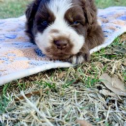 Neptune - Black tri-color male Australian Shepherd puppy in Mineral Wells, Texas from A6 Australian Shepards