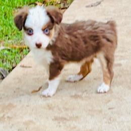 Red Tri girl blue eyes - Red tri female Toy Australian Shepherd puppy in Oklahoma City, Oklahoma from Faith River Aussies