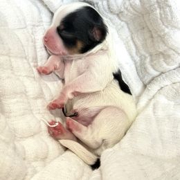 Ridge - Black gold and white male Shihpoo puppy in Spring Hill, Florida from Parisian Puppies