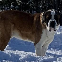 Saint Bernards from KP Saint Bernards