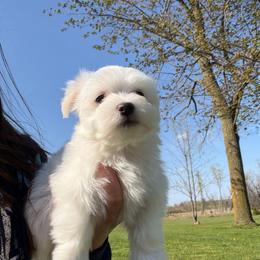 Caddy - White male Maltese puppy in Ludington, Michigan from OT Maltese & Co