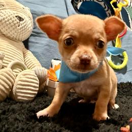 Forest - Fawn brindled black male Chihuahua puppy in Sherwood, Arkansas from Bartelt Breeders