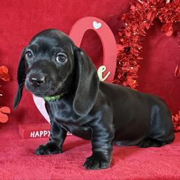 Blaze - Black male Dachshund puppy in Lincoln, Arkansas from Red Dirt Dachshunds