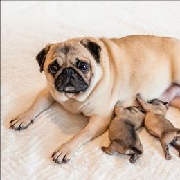 Green collar - Fawn female Pug puppy in Saint Helens, Oregon from Ebert Golden Retrievers & Pugs