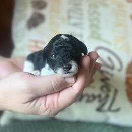 Sherbet - Parti male Poodle puppy in Wharton, Texas from In the Red Poodles