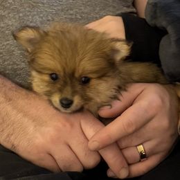 Sable female available now - Wolf sable female Pomeranian puppy in Effort, Pennsylvania from Pomeranian Puppies