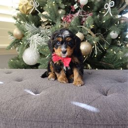 Henry - Tri-color male Bernedoodle puppy in Murray, Utah from Sun Valley Doodles